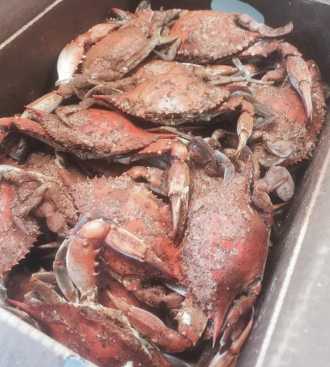 maryland steamed crabs huntingdon valley